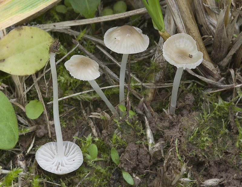 Hemimycena mairei